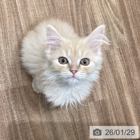 マンチカンの写真