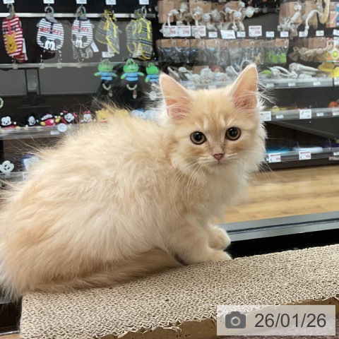 茨城県のマンチカン (ペッツワン 古河店/2025年10月29日生まれ/男の子/クリームタビー)の子猫の3枚目の画像