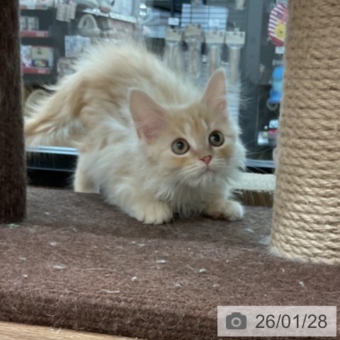 茨城県のマンチカン (ペッツワン 古河店/2025年10月29日生まれ/男の子/クリームタビー)の子猫の4枚目の画像