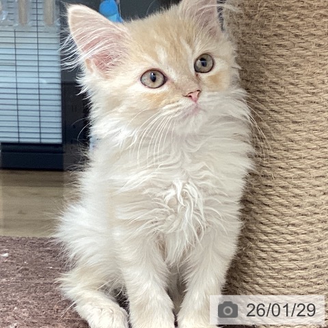 茨城県のマンチカン (ペッツワン 古河店/2025年10月29日生まれ/男の子/クリームタビー)の子猫の3枚目の画像