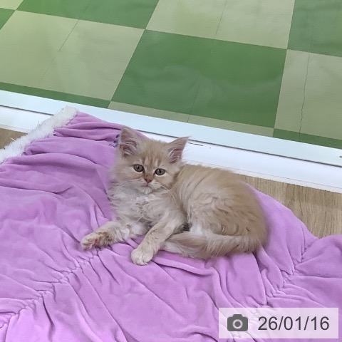 山梨県のマンチカン (ペットプラス 甲府昭和店/2025年10月29日生まれ/女の子/クリームタビー)の子猫の4枚目の画像