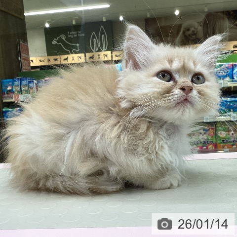 山梨県のマンチカン (ペットプラス 甲府昭和店/2025年10月29日生まれ/女の子/クリームタビー)の子猫の3枚目の画像