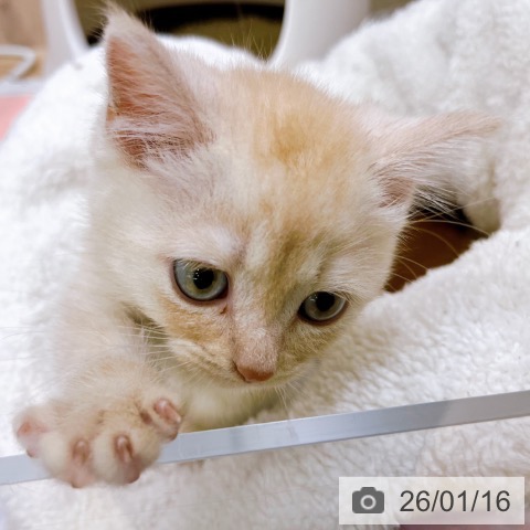 大阪府のマンチカン (ペットプラス イオン大日店/2025年11月13日生まれ/男の子/クリームタビー)の子猫の3枚目の画像