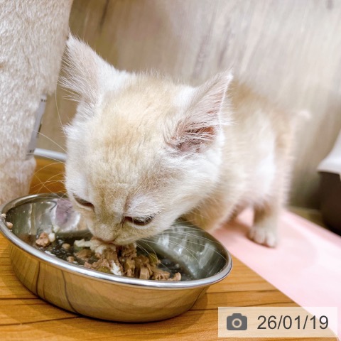 大阪府のマンチカン (ペットプラス イオン大日店/2025年11月13日生まれ/男の子/クリームタビー)の子猫の4枚目の画像