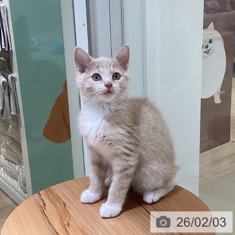 マンチカンの写真