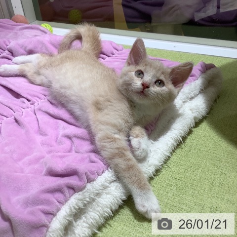 神奈川県のマンチカン (ペットプラス 新百合丘店/2025年11月13日生まれ/女の子/クリームタビーホワイト)の子猫の4枚目の画像
