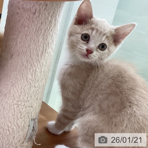 神奈川県のマンチカン (ペットプラス 新百合丘店/2025年11月13日生まれ/女の子/クリームタビーホワイト)の子猫の3枚目の画像