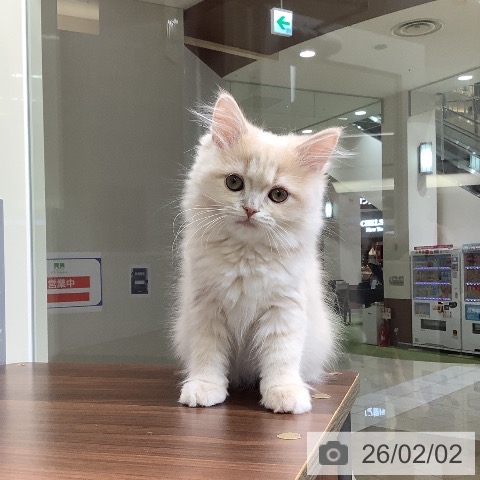 サイベリアンの写真