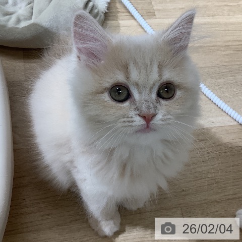 サイベリアンの写真