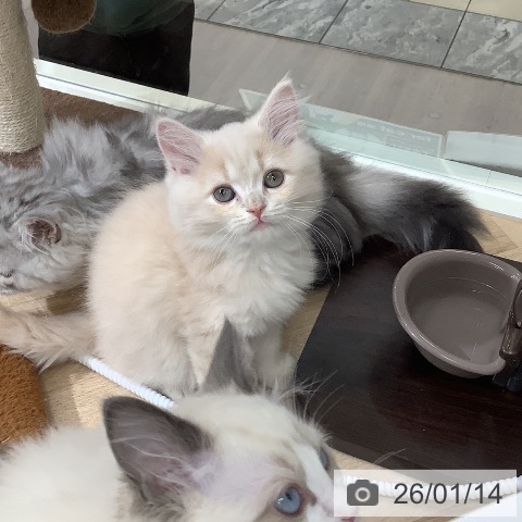 東京都のサイベリアン (ペットプラス 日の出店/2025年10月29日生まれ/男の子/クリームタビー)の子猫の3枚目の画像