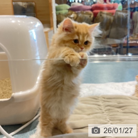 サイベリアンの写真