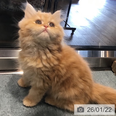 埼玉県のサイベリアン (ペットプラス コクーンシティ店/2025年10月29日生まれ/女の子/レッドタビー)の子猫の4枚目の画像