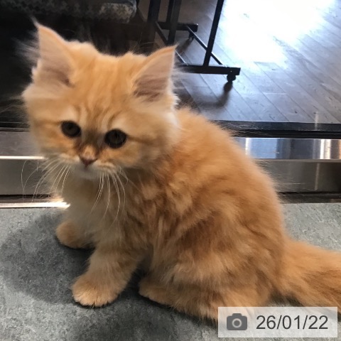 埼玉県のサイベリアン (ペットプラス コクーンシティ店/2025年10月29日生まれ/女の子/レッドタビー)の子猫の3枚目の画像