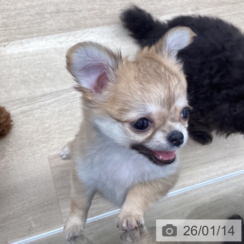 東京都のチワワ(ロング) (ペットプラス むさし村山店/2025年11月10日生まれ/女の子/フォーンホワイト)の子犬の3枚目の画像