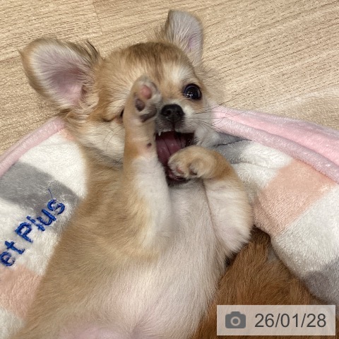 東京都のチワワ(ロング) (ペットプラス むさし村山店/2025年11月10日生まれ/女の子/フォーンホワイト)の子犬の4枚目の画像