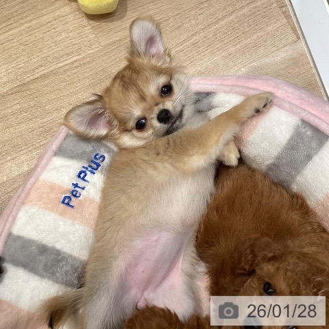東京都のチワワ(ロング) (ペットプラス むさし村山店/2025年11月10日生まれ/女の子/フォーンホワイト)の子犬の3枚目の画像
