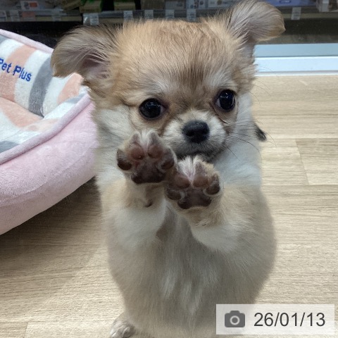 東京都のチワワ(ロング) (ペットプラス むさし村山店/2025年11月10日生まれ/女の子/フォーンホワイト)の子犬の3枚目の画像