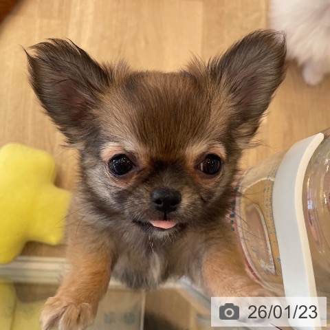チワワの写真
