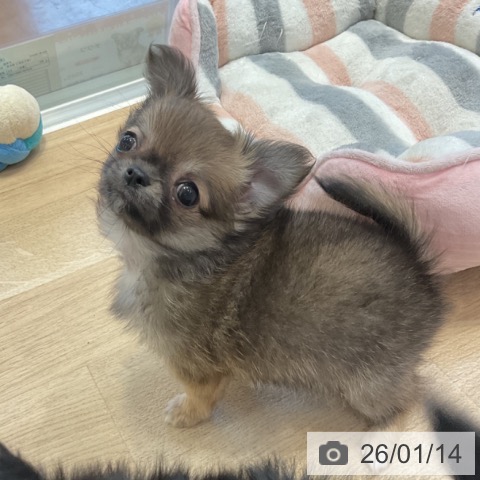 神奈川県のチワワ(ロング) (ペットプラス テラスモール湘南店/2025年11月10日生まれ/女の子/レッドホワイト)の子犬の4枚目の画像