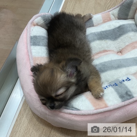 神奈川県のチワワ(ロング) (ペットプラス テラスモール湘南店/2025年11月10日生まれ/女の子/レッドホワイト)の子犬の3枚目の画像