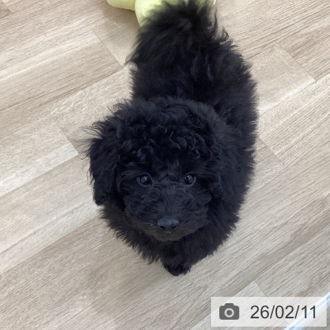 群馬県のトイプードル(トイ) (ペットプラス 前橋店/2025年11月9日生まれ/男の子/ブラック)の子犬の3枚目の画像