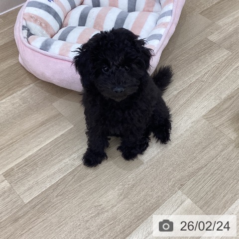 群馬県のトイプードル(トイ) (ペットプラス 前橋店/2025年11月9日生まれ/男の子/ブラック)の子犬の3枚目の画像