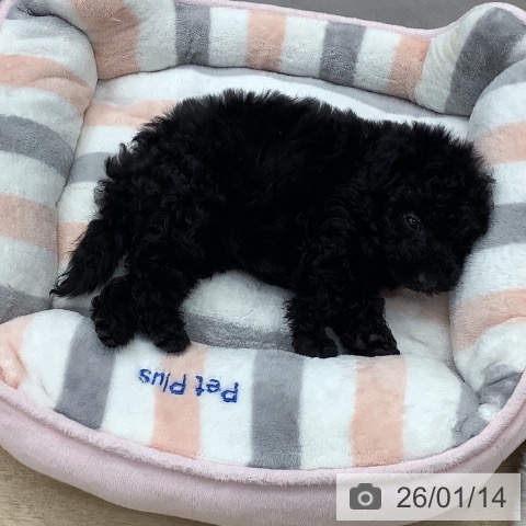 東京都のトイプードル(トイ) (ペットプラス 日の出店/2025年11月9日生まれ/女の子/ブラック)の子犬の3枚目の画像