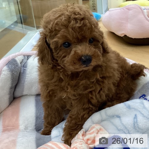 埼玉県のトイプードル(トイ) (ペットプラス 羽生店/2025年11月9日生まれ/男の子/レッド)の子犬の3枚目の画像