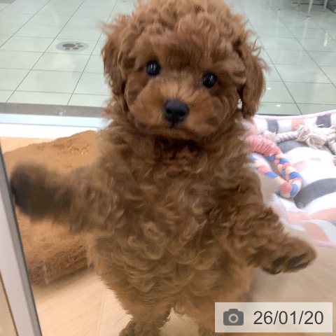埼玉県のトイプードル(トイ) (ペットプラス 羽生店/2025年11月9日生まれ/男の子/レッド)の子犬の4枚目の画像