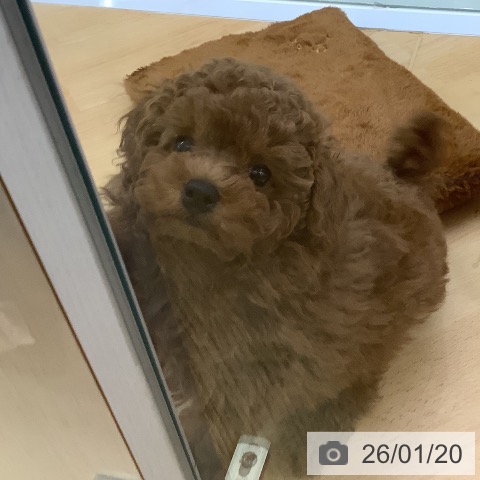 埼玉県のトイプードル(トイ) (ペットプラス 羽生店/2025年11月9日生まれ/男の子/レッド)の子犬の3枚目の画像