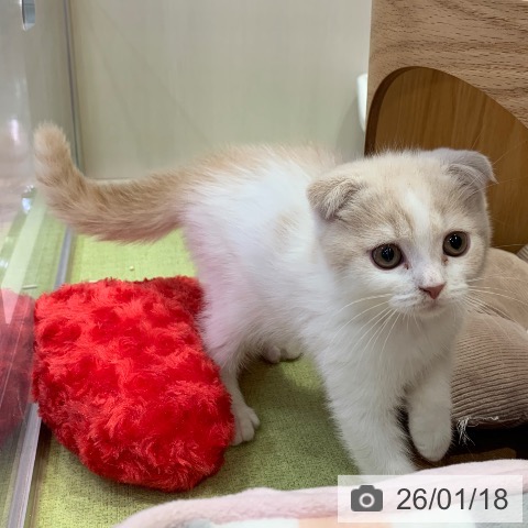 千葉県のスコティッシュフォールド (ペットプラス 幕張新都心店/2025年10月31日生まれ/男の子/クリームタビーホワイト)の子猫の3枚目の画像