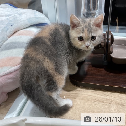 東京都のスコティッシュフォールド (ペットプラス 立川高島屋S.C.店/2025年10月31日生まれ/女の子/ダイリュートキャリコ)の子猫の3枚目の画像