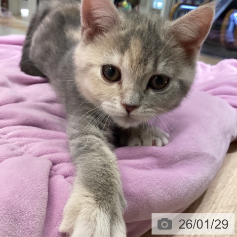 東京都のスコティッシュフォールド (ペットプラス 立川高島屋S.C.店/2025年10月31日生まれ/女の子/ダイリュートキャリコ)の子猫の4枚目の画像