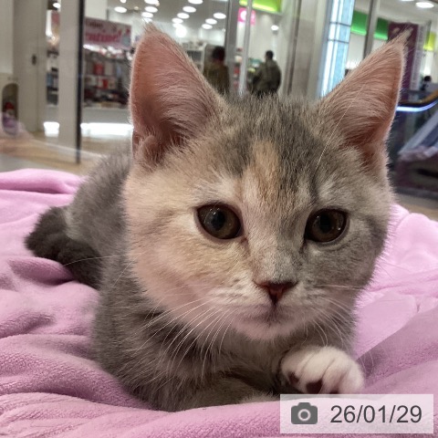 東京都のスコティッシュフォールド (ペットプラス 立川高島屋S.C.店/2025年10月31日生まれ/女の子/ダイリュートキャリコ)の子猫の3枚目の画像