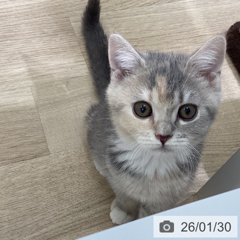 東京都のスコティッシュフォールド (ペットプラス 立川高島屋S.C.店/2025年10月31日生まれ/女の子/ダイリュートキャリコ)の子猫の3枚目の画像