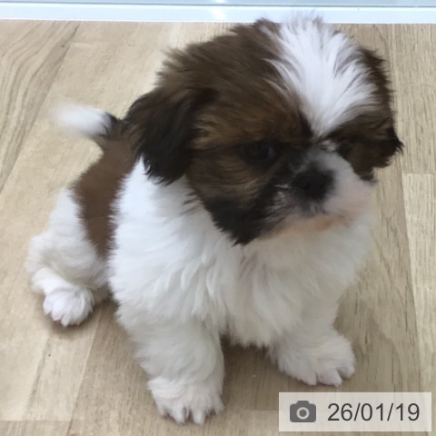 福島県のシーズー (ペットプラス 福島店/2025年11月11日生まれ/男の子/ホワイトゴールド)の子犬の4枚目の画像