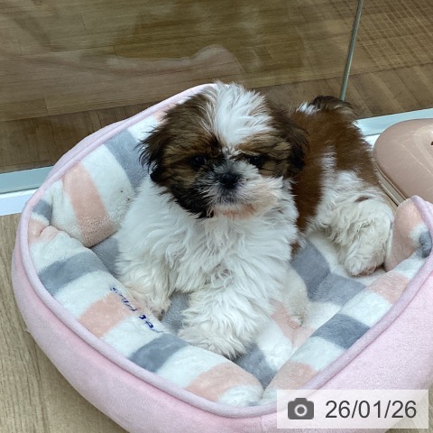 福島県のシーズー (ペットプラス 福島店/2025年11月11日生まれ/男の子/ホワイトゴールド)の子犬の3枚目の画像