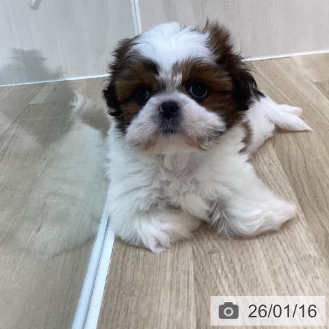 群馬県のシーズー (ペットプラス 前橋店/2025年11月11日生まれ/女の子/ホワイトゴールド)の子犬の3枚目の画像