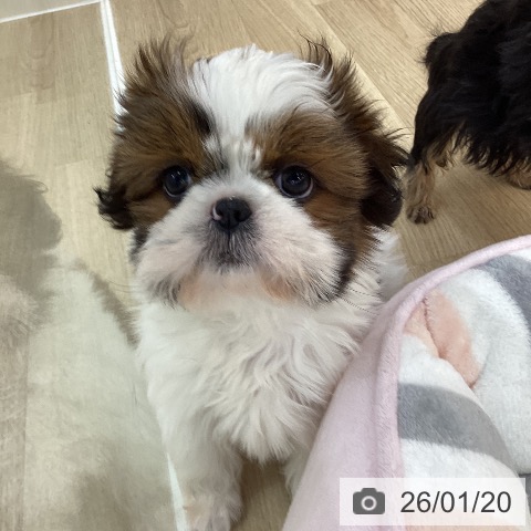 群馬県のシーズー (ペットプラス 前橋店/2025年11月11日生まれ/女の子/ホワイトゴールド)の子犬の4枚目の画像