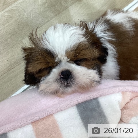 群馬県のシーズー (ペットプラス 前橋店/2025年11月11日生まれ/女の子/ホワイトゴールド)の子犬の3枚目の画像