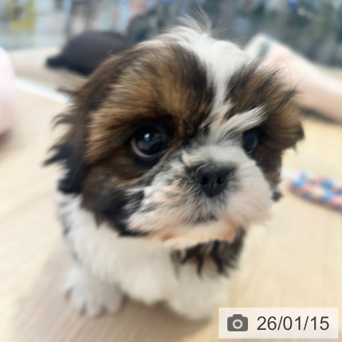 東京都のシーズー (ペットプラス 多摩平の森店/2025年11月14日生まれ/女の子/ホワイトゴールド)の子犬の4枚目の画像