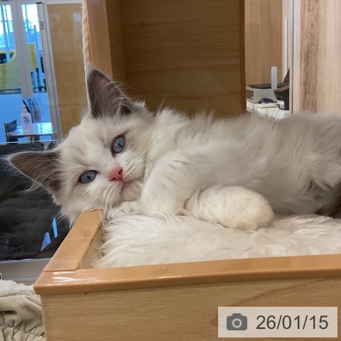 福岡県のラグドール (ペットプラス 福岡店/2025年10月15日生まれ/男の子/ブルーポイントバイカラー)の子猫の4枚目の画像