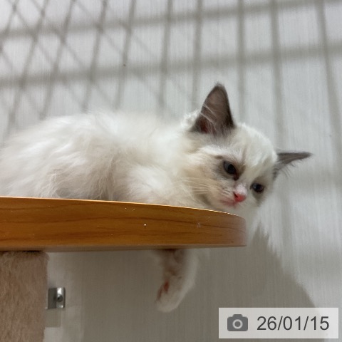 福岡県のラグドール (ペットプラス 八幡東店/2025年10月15日生まれ/男の子/ブルーポイントバイカラー)の子猫の4枚目の画像