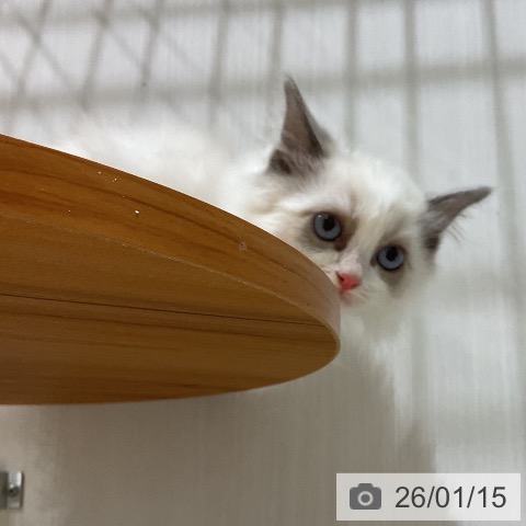 福岡県のラグドール (ペットプラス 八幡東店/2025年10月15日生まれ/男の子/ブルーポイントバイカラー)の子猫の3枚目の画像