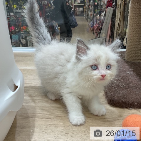 福岡県のラグドール (ペットプラス 香椎浜店/2025年11月14日生まれ/男の子/ブルーポイントバイカラー)の子猫の4枚目の画像