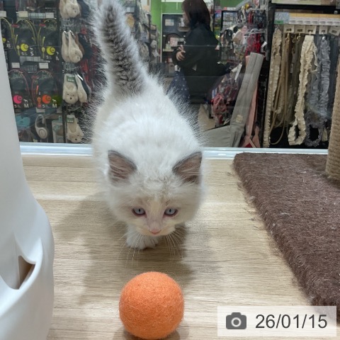 福岡県のラグドール (ペットプラス 香椎浜店/2025年11月14日生まれ/男の子/ブルーポイントバイカラー)の子猫の3枚目の画像