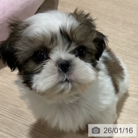 埼玉県のシーズー (ペットプラス コクーンシティ店/2025年11月14日生まれ/男の子/ホワイトゴールド)の子犬の3枚目の画像