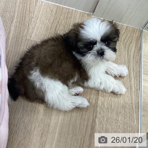 千葉県のシーズー (ペットプラス 船橋店/2025年11月14日生まれ/男の子/ホワイトゴールド)の子犬の4枚目の画像