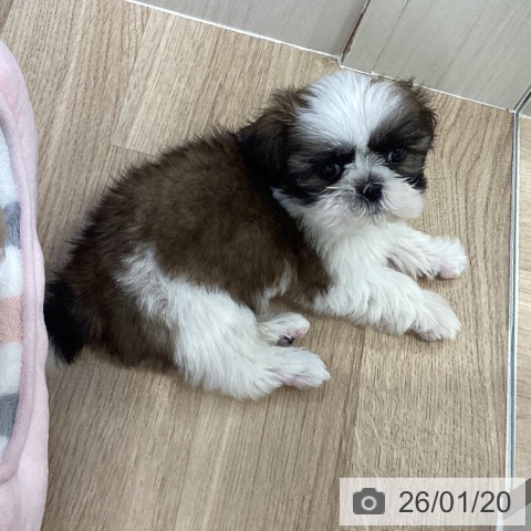 千葉県のシーズー (ペットプラス 船橋店/2025年11月14日生まれ/男の子/ホワイトゴールド)の子犬の3枚目の画像