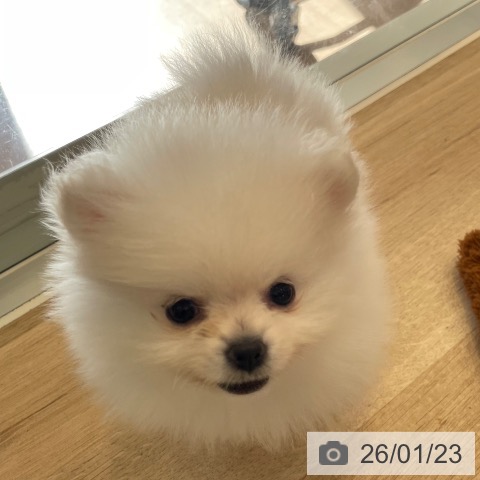 神奈川県のポメラニアン (ペットプラス テラスモール湘南店/2025年11月13日生まれ/女の子/ホワイトクリーム)の子犬の4枚目の画像